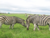 Zebra Head To Head Image